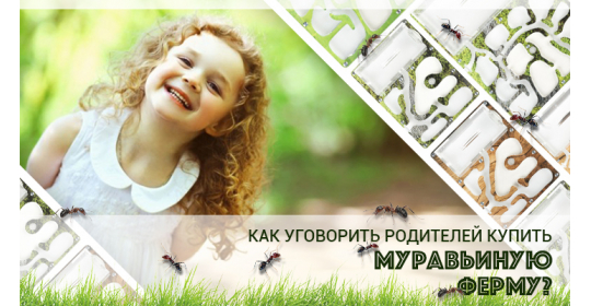 Отличные новости: уговорить родителей купить муравьиную ферму стало еще проще!