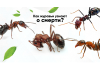 Мертвецам тут не место: как муравьи узнают о смерти сородичей Мертвецам тут не место: как муравьи узнают о смерти сородичей