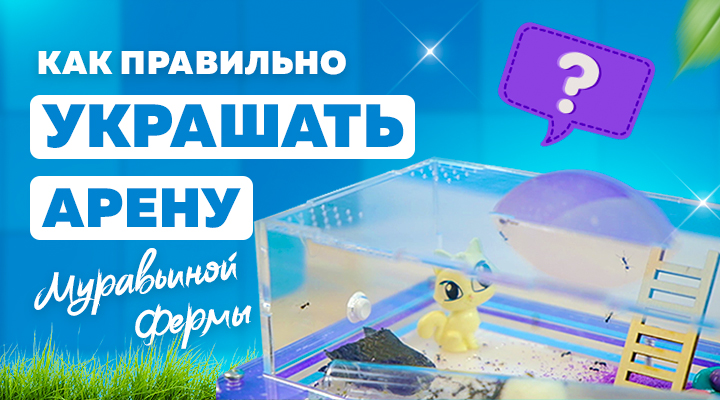 Чем можно и чем нельзя украшать арену формикария